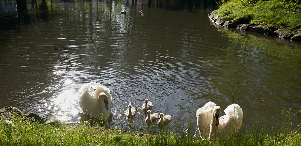 Das Foto zeigt Schwäne im Stadtpark Neustadt Sachsen